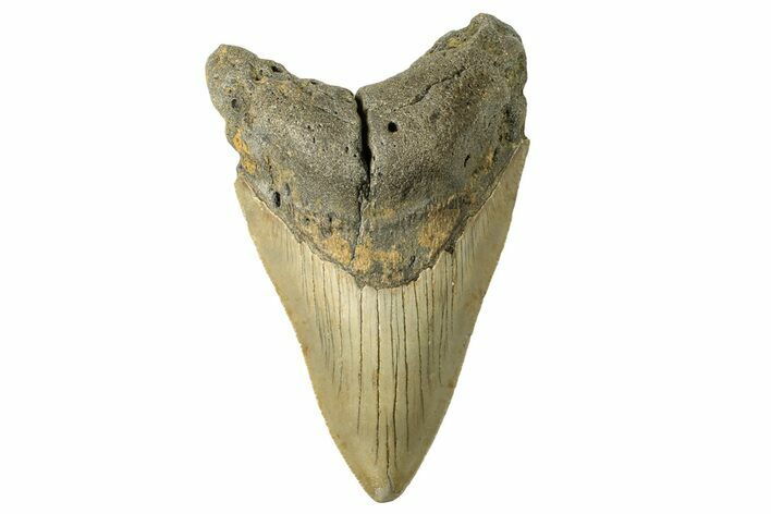 Serrated, Fossil Megalodon Tooth - North Carolina #257960